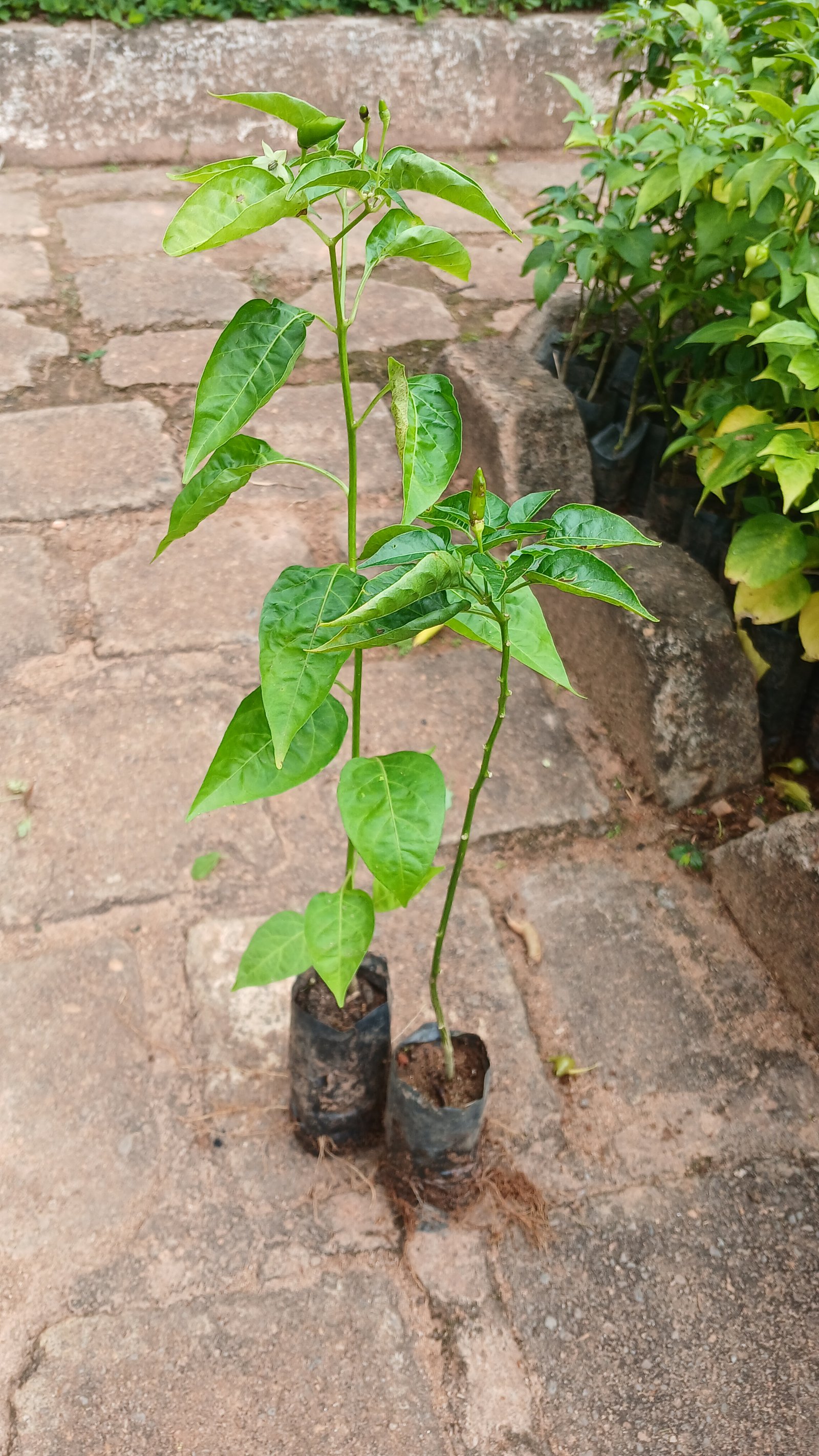 Pimenta malagueta
